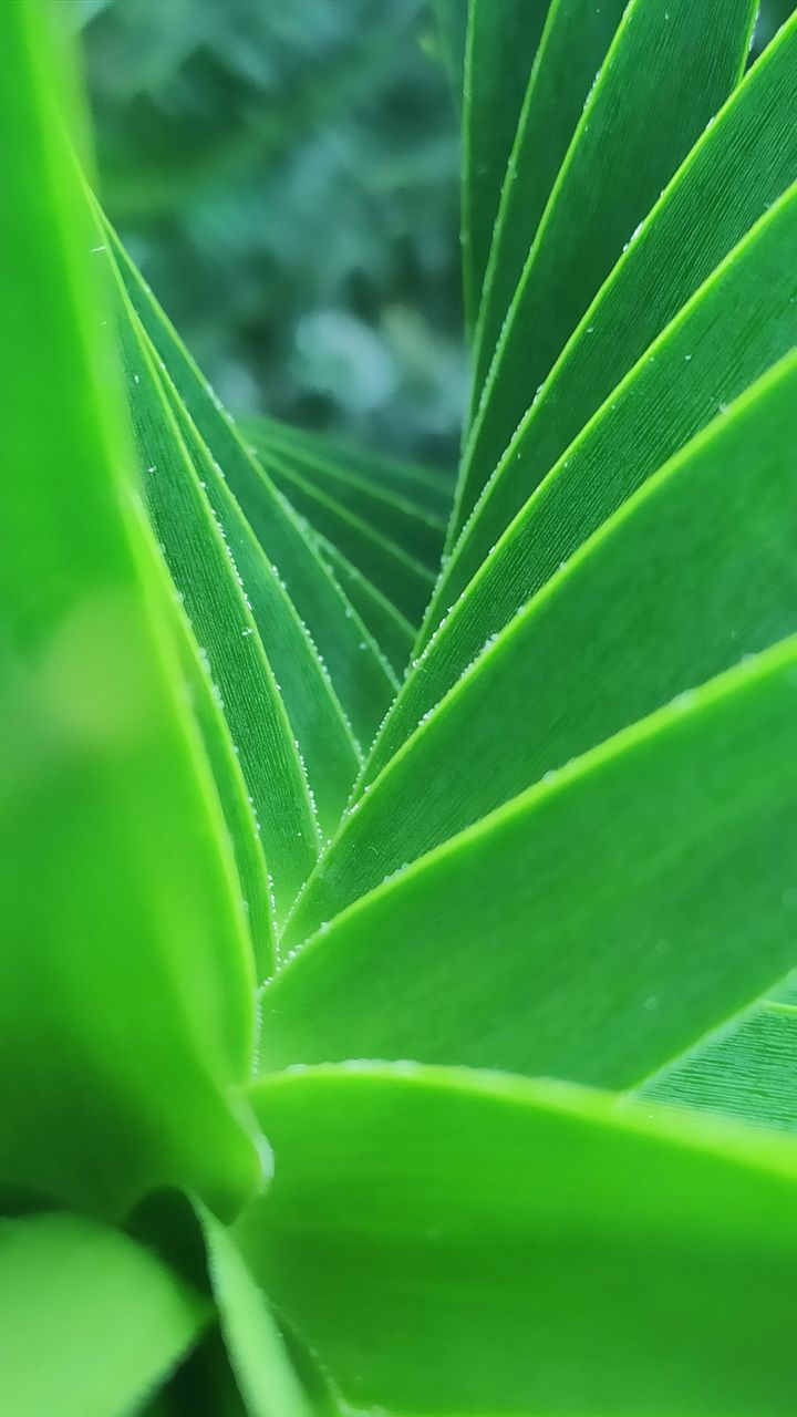 在日本乱窜的九天
