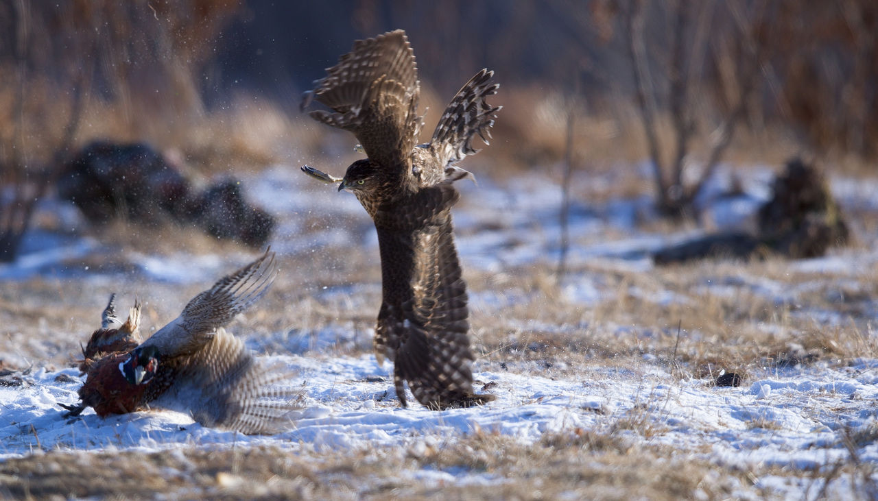 樱花季，我和北京的第五次相遇